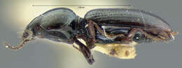 Image of Dyschirius (Dyschiriodes) consobrinus Le Conte 1852