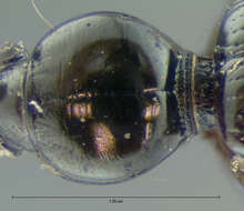 Image of Dyschirius (Dyschiriodes) consobrinus Le Conte 1852