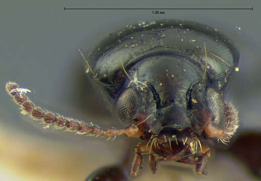 Sivun Dyschirius (Dyschiriodes) apicalis Putzeys 1846 kuva