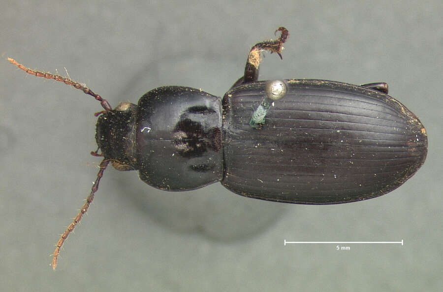 Image of Ground beetle