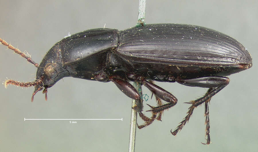 Imagem de Pterostichus (Hypherpes) californicus (Dejean 1828)