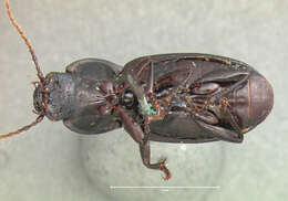 Image of Ground beetle