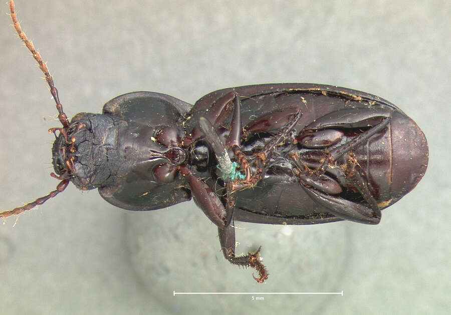 Image of Ground beetle