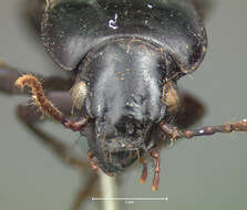 Image of Ground beetle