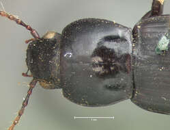 Image of Ground beetle