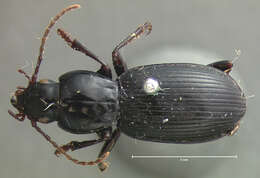 Image of Pterostichus (Hypherpes) castanipes (Ménétriés 1843)