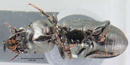 Image of Scarites (Scarites) quadriceps Chaudoir 1843