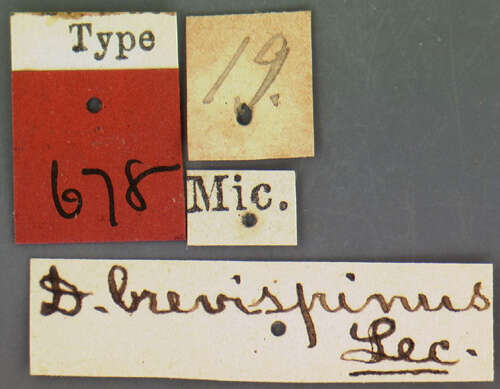 Image of Dyschirius (Eudyschirius) brevispinus Le Conte 1878