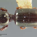 Image of Dyschirius (Dyschiriodes) erythrocerus Le Conte 1857