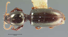 Image of Dyschirius (Dyschiriodes) erythrocerus Le Conte 1857