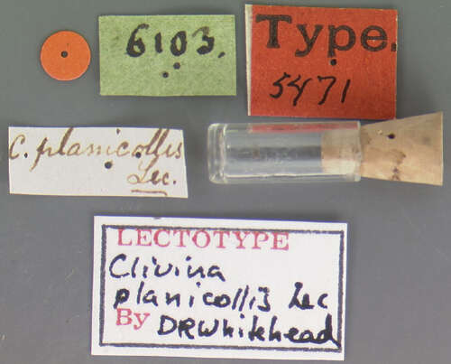 Image de Clivina (Clivina) planicollis Le Conte 1857