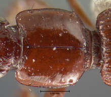 Image de Clivina (Clivina) planicollis Le Conte 1857