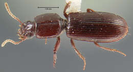 Image of Clivina (Clivina) punctulata Le Conte 1852