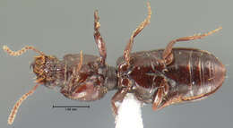 Image of Clivina (Clivina) punctulata Le Conte 1852