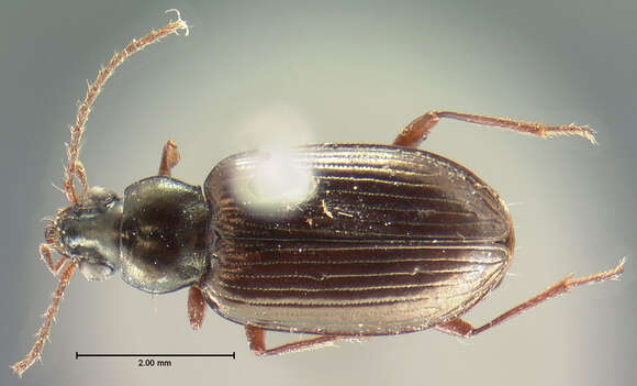 Image of Bembidion (Pseudoperyphus) honestum Say 1823