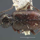 صورة Bembidion (Hirmoplataphus) concolor (Kirby 1837)