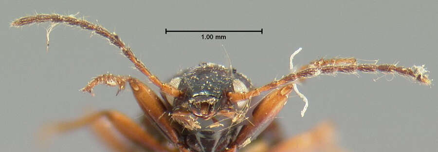 Bembidion (Ocydromus) scopulinum (Kirby 1837) resmi