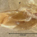 صورة Bembidion grapii Gyllenhal 1827