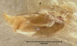 صورة Bembidion grapii Gyllenhal 1827