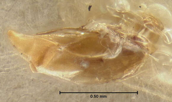 صورة Bembidion grapii Gyllenhal 1827