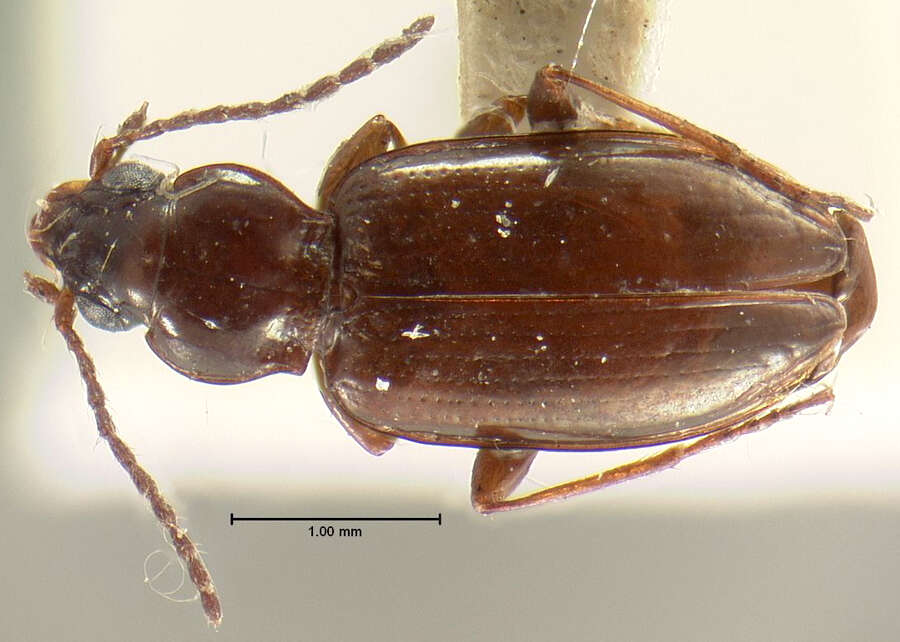 صورة Bembidion grapii Gyllenhal 1827