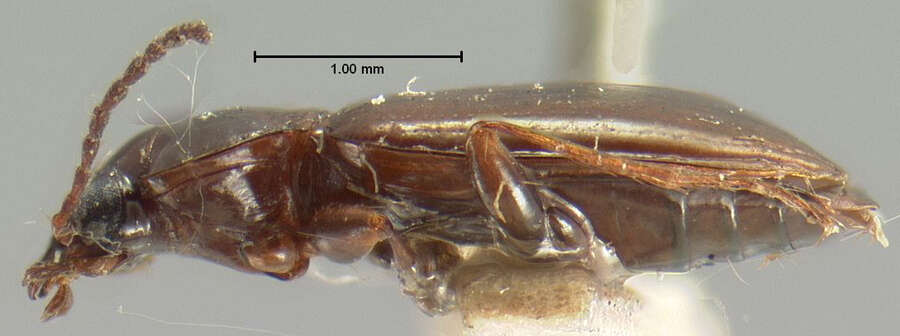 صورة Bembidion grapii Gyllenhal 1827