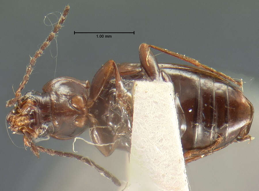 صورة Bembidion grapii Gyllenhal 1827