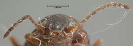 صورة Bembidion grapii Gyllenhal 1827