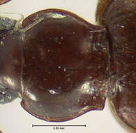 صورة Bembidion grapii Gyllenhal 1827