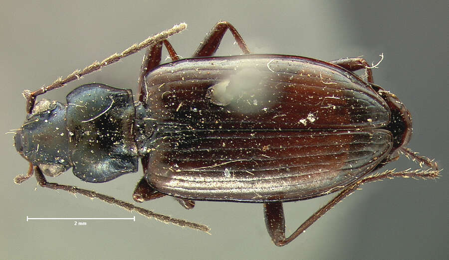 Plancia ëd Bembidion (Melomalus) planatum (Le Conte 1847)