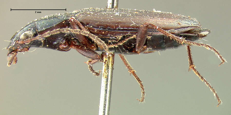 Plancia ëd Bembidion (Melomalus) planatum (Le Conte 1847)