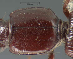 Image of Clivina (Clivina) punctulata Le Conte 1852