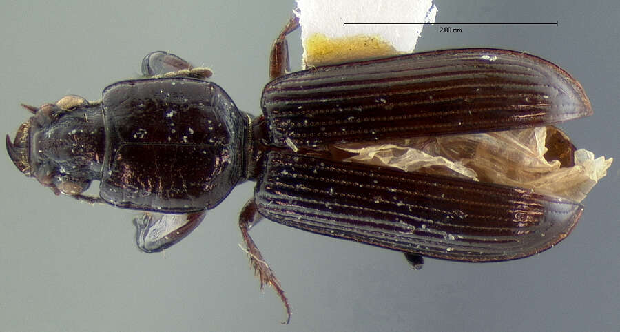 Image de Clivina (Clivina) punctigera Le Conte 1857