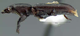 Image de Clivina (Clivina) punctigera Le Conte 1857