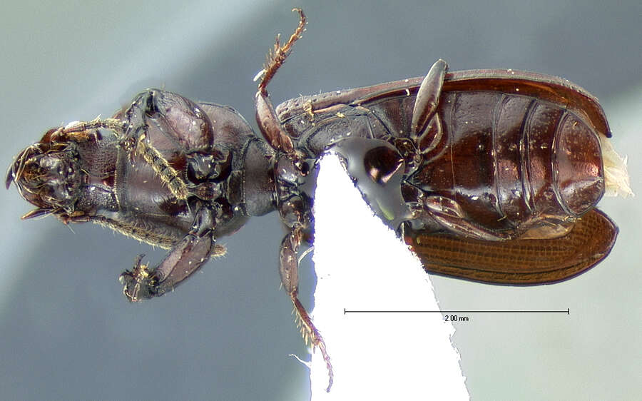 Image de Clivina (Clivina) punctigera Le Conte 1857