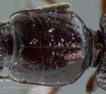 Image de Clivina (Clivina) punctigera Le Conte 1857