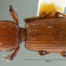 Image of Clivina (Clivina) rubicunda Le Conte 1857