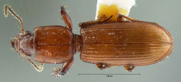 Image of Clivina (Clivina) rubicunda Le Conte 1857