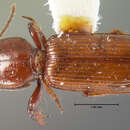 Image of Clivina (Leucocara) rufa Le Conte 1857