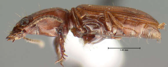 Image of Clivina (Leucocara) rufa Le Conte 1857