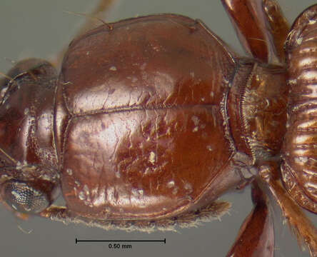 Image of Clivina (Leucocara) rufa Le Conte 1857