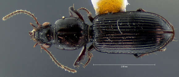 Image of Clivina (Leucocara) americana Dejean 1831