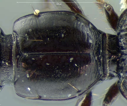 Image of Clivina (Leucocara) americana Dejean 1831