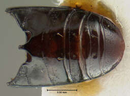 Image of Clivina (Paraclivina) convexa Le Conte 1844