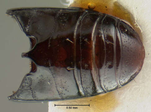 Image of Clivina (Paraclivina) convexa Le Conte 1844