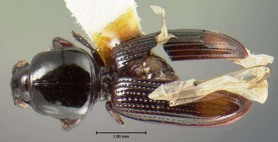 Image of Clivina (Paraclivina) convexa Le Conte 1844