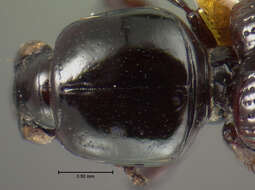 Image of Clivina (Paraclivina) convexa Le Conte 1844