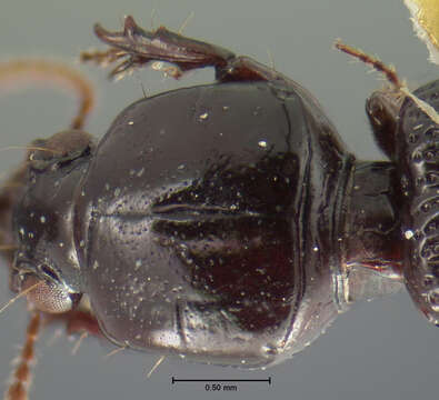 Plancia ëd Clivina (Paraclivina) postica Le Conte 1846