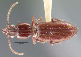 Sivun Schizogenius (Schizogenius) planulatus Le Conte 1863 kuva