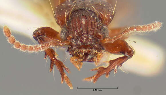 Sivun Schizogenius (Schizogenius) amphibius (Haldeman 1843) kuva